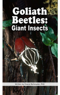 Goliath Beetles: Giant Insects